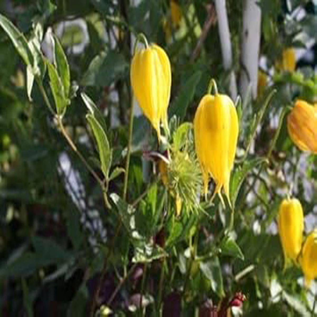 Yellow Tangutica Flower Planting Seeds for Garden  Non-GMO, Heirloom, High Germination Seeds