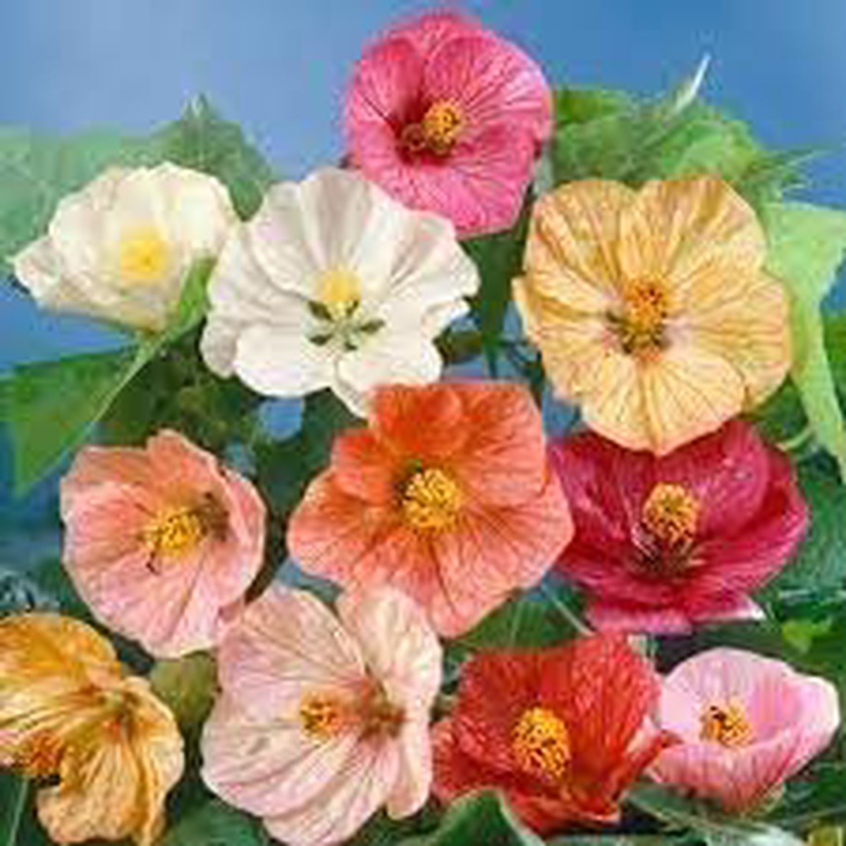 Abutilon Flower seeds for Planting Premium Quality Heirloom & GMO Free Seeds for Home Garden