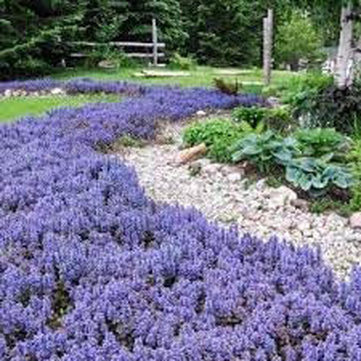 Ajuga Flower Seeds for Planting  Heirloom, Non-GMO, High Germination Organic Garden Seeds