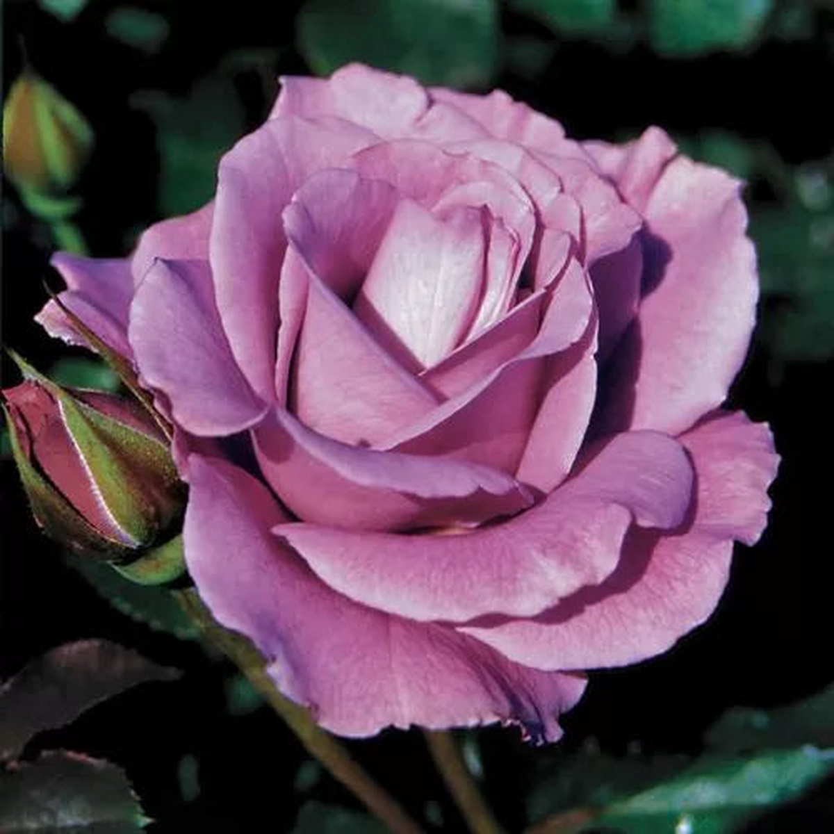 Angel Face Floribunda Rose Seeds | Lavender Ruffled Floribunda Rose  Heirloom, Non-GMO, High Germination Organic Garden Seeds