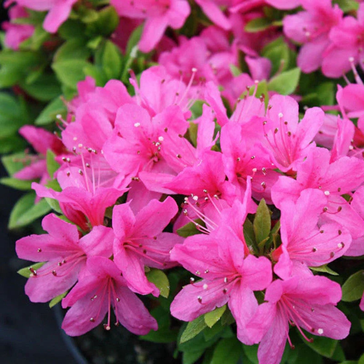 Azalea Flower seeds for Planting Garden Favorite Heirloom & GMO Free Seeds for Home Garden Sale