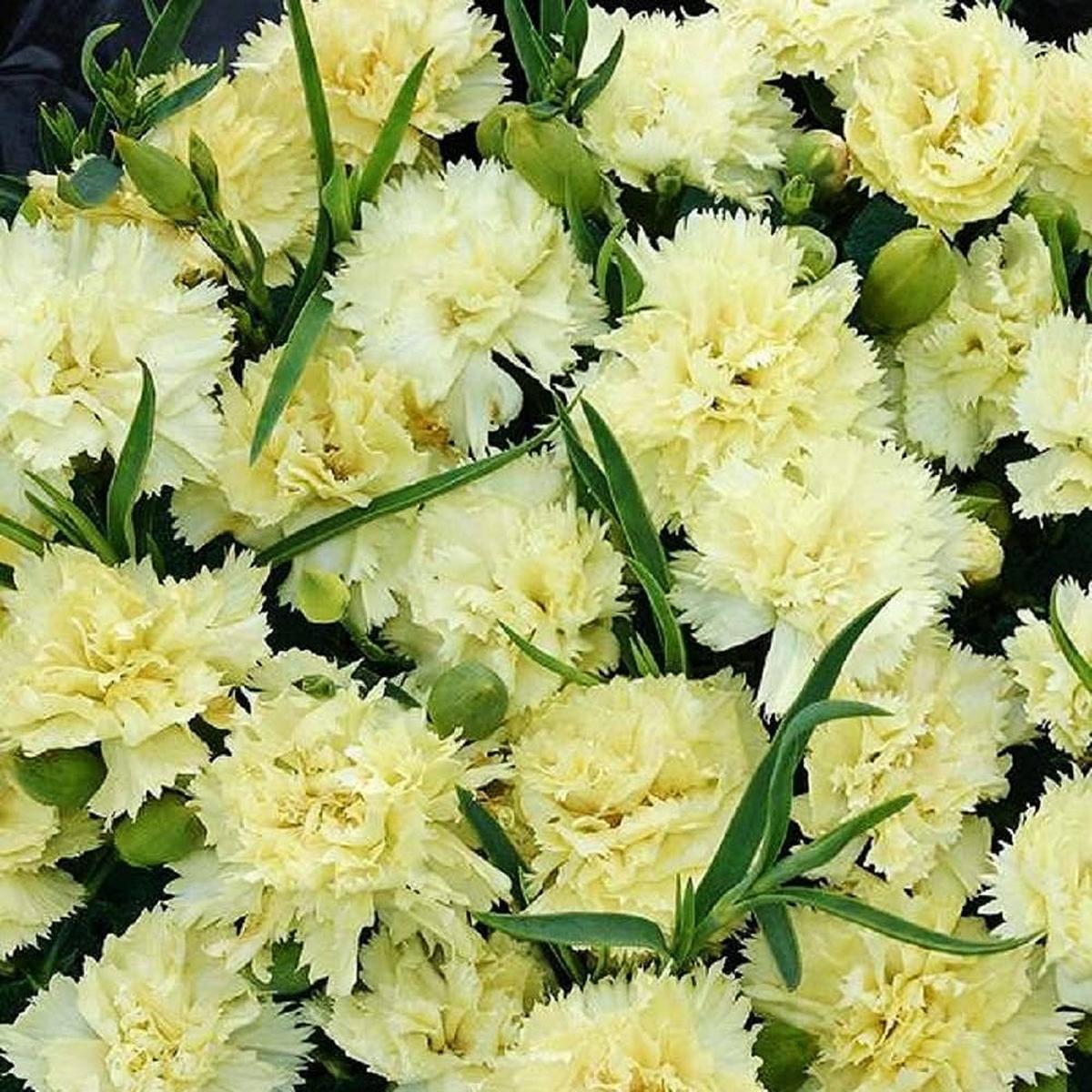 Yellow Carnation Flower Seeds  Non-GMO Seeds for Vibrant Garden Blooms