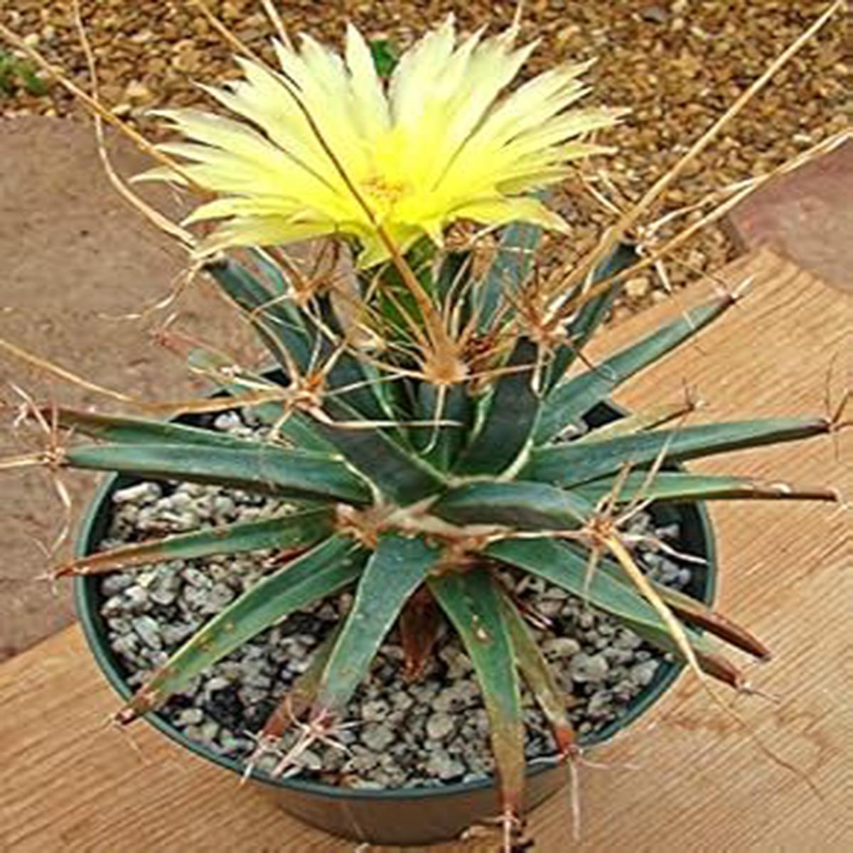 Yellow Leuchtenbergia Seeds for Planting  Organic, Heirloom, Non-GMO Plant Seeds