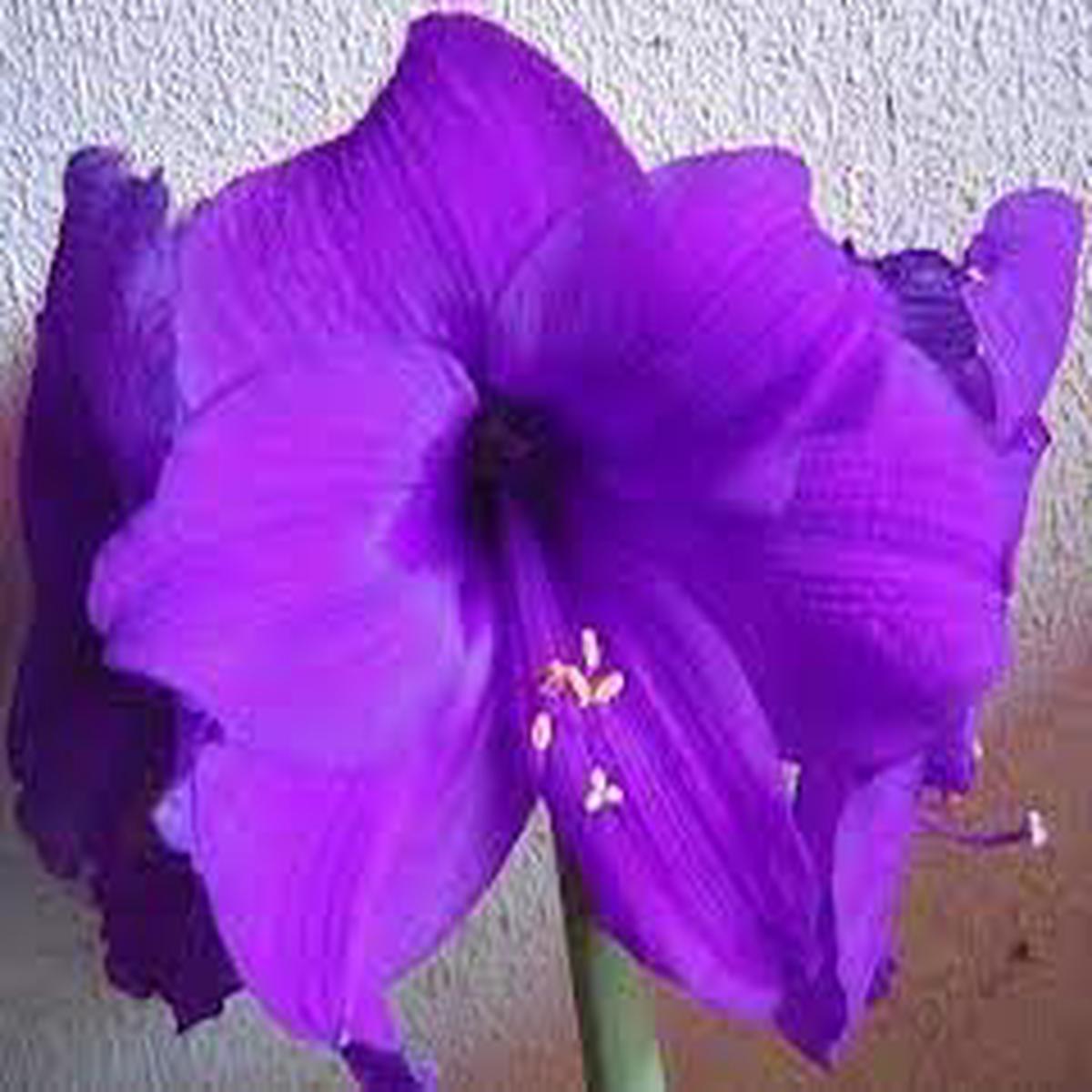Amaryllis Purple Flower seeds for Planting Drought Tolerant Heirloom & GMO Free Seeds for Home Garden