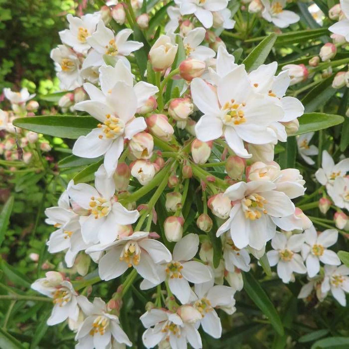 Aztec Pearl Flower seeds for Planting Pollinator Friendly Heirloom & GMO Free Seeds for Home Garden   Sale