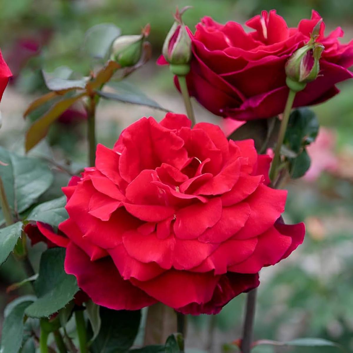 Hybrid Tea Rose Flower Seeds for Planting Heirloom, Non-GMO, High Germination