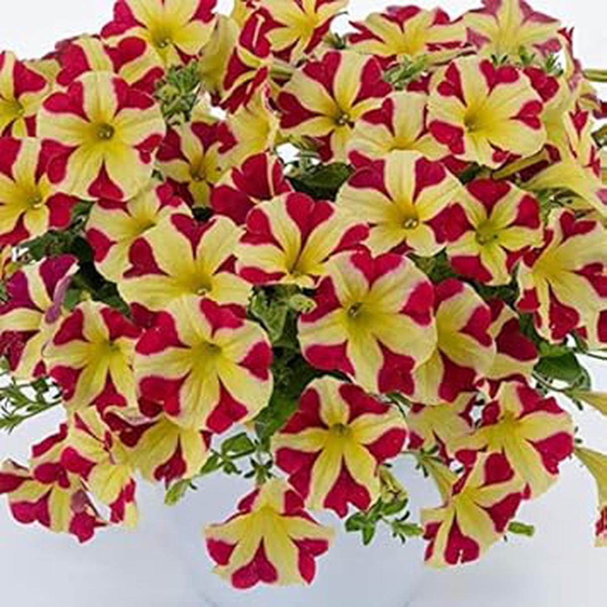 Yellow Pink Petunia Seeds for Planting Heirloom, Non-GMO, High Germination Organic Garden Seeds