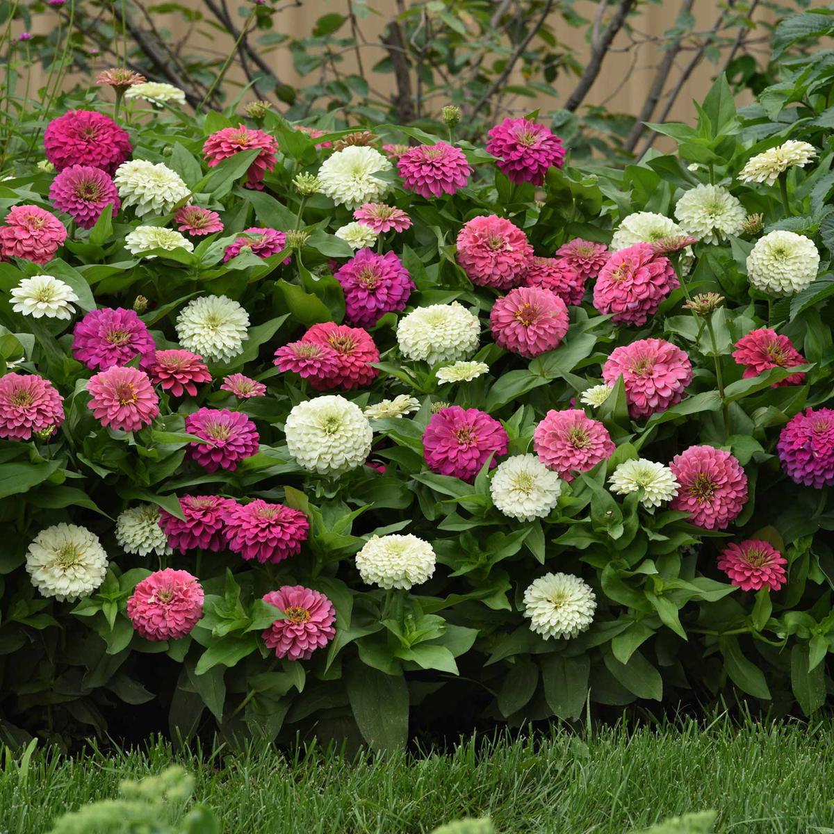 Zinnia Seeds - Elegant Soft Mix