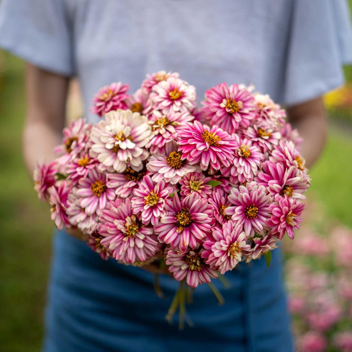 Zinnia Seeds - Zahara Double Raspberry Ripple