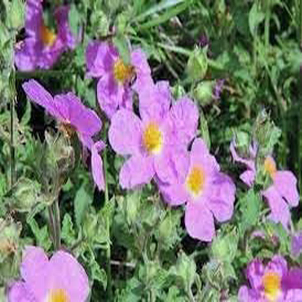 Zistrose (Rockrose) Flower Seeds for Planting  Heirloom, Non-GMO, High Germination Organic Garden Seeds