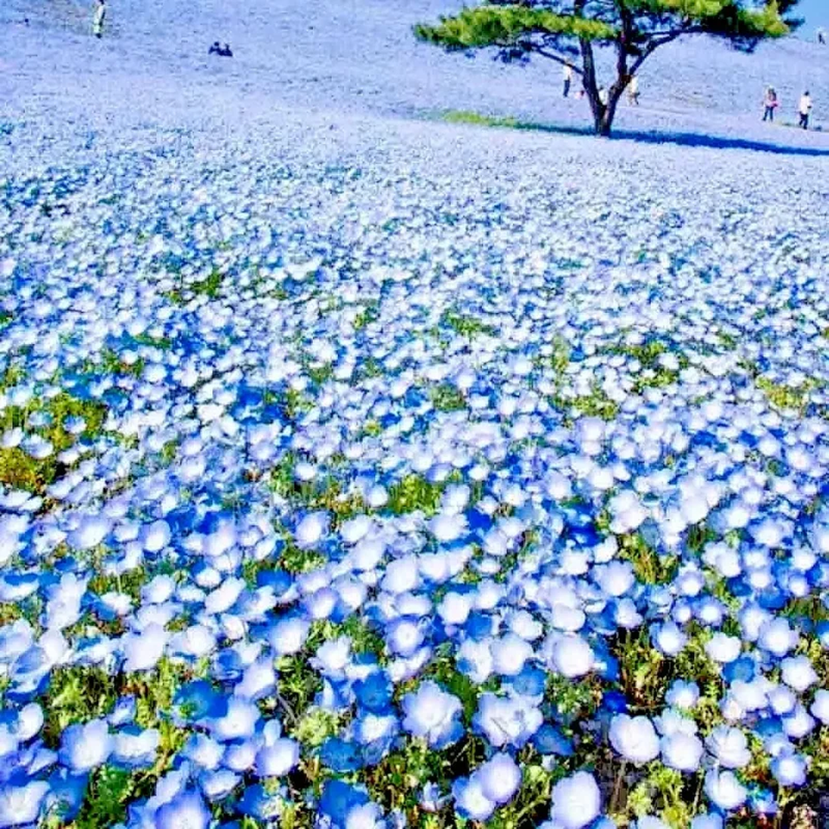 1000+ Baby Blue Eyes Flower Seeds - Drought Tolerant Wildflower Groundcover - Outdoor Annual