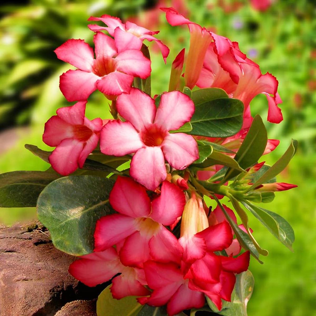 Adenium Flower seeds for Planting  Easy to Grow, Heirloom & GMO Free Seeds for Home Garden, High Germination