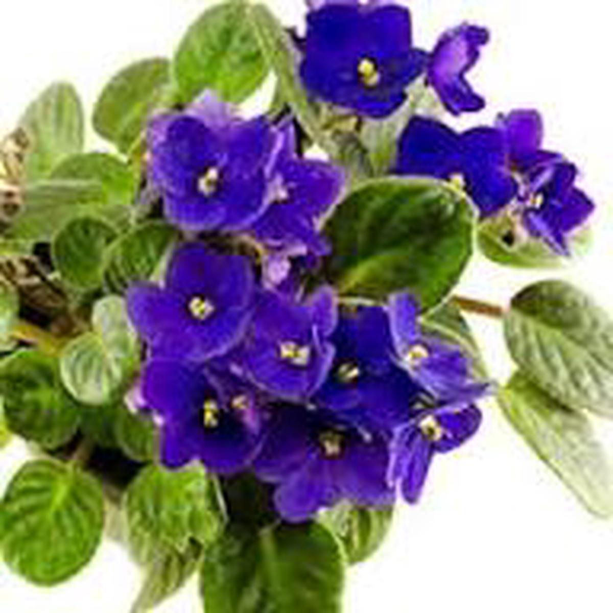 African Violet Flower Seeds for Planting | Heirloom Non-GMO Organic Garden Seeds, Garden Favorite, High Germination