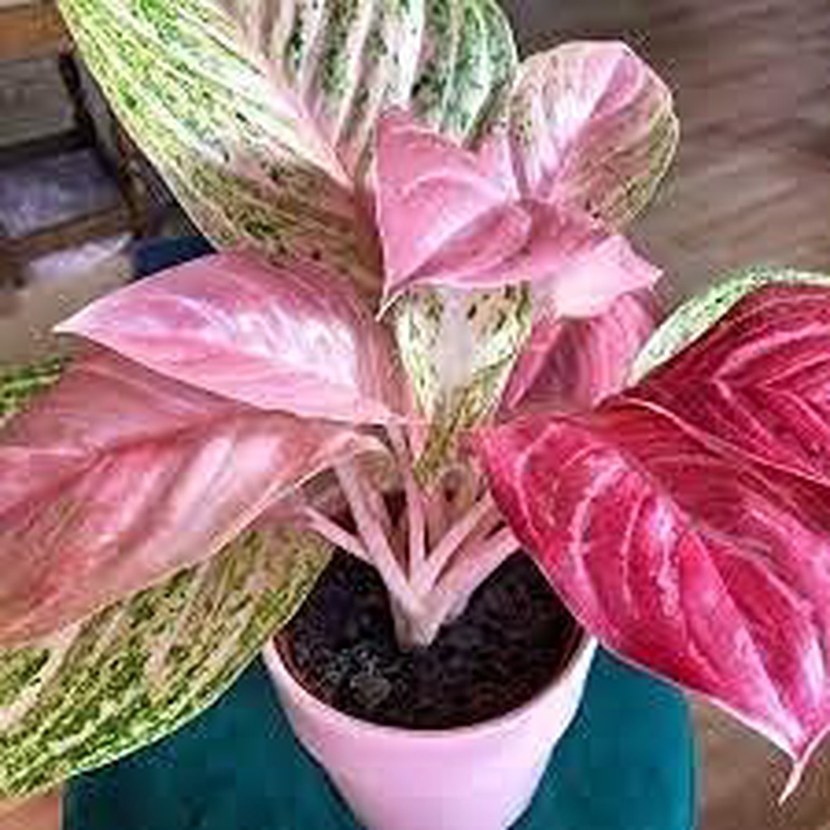 Aglaonema Pink Flower Seeds for Planting Non-GMO Heirloom Seeds, High Germination, Organic Garden