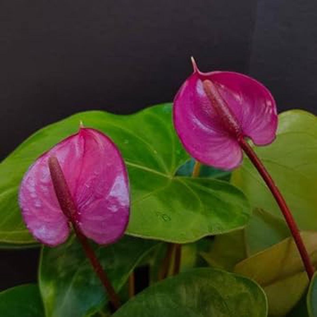 Anthurium Andraeanum Flower seeds for Planting - Premium Quality, Heirloom & GMO Free Seeds for Home Garden