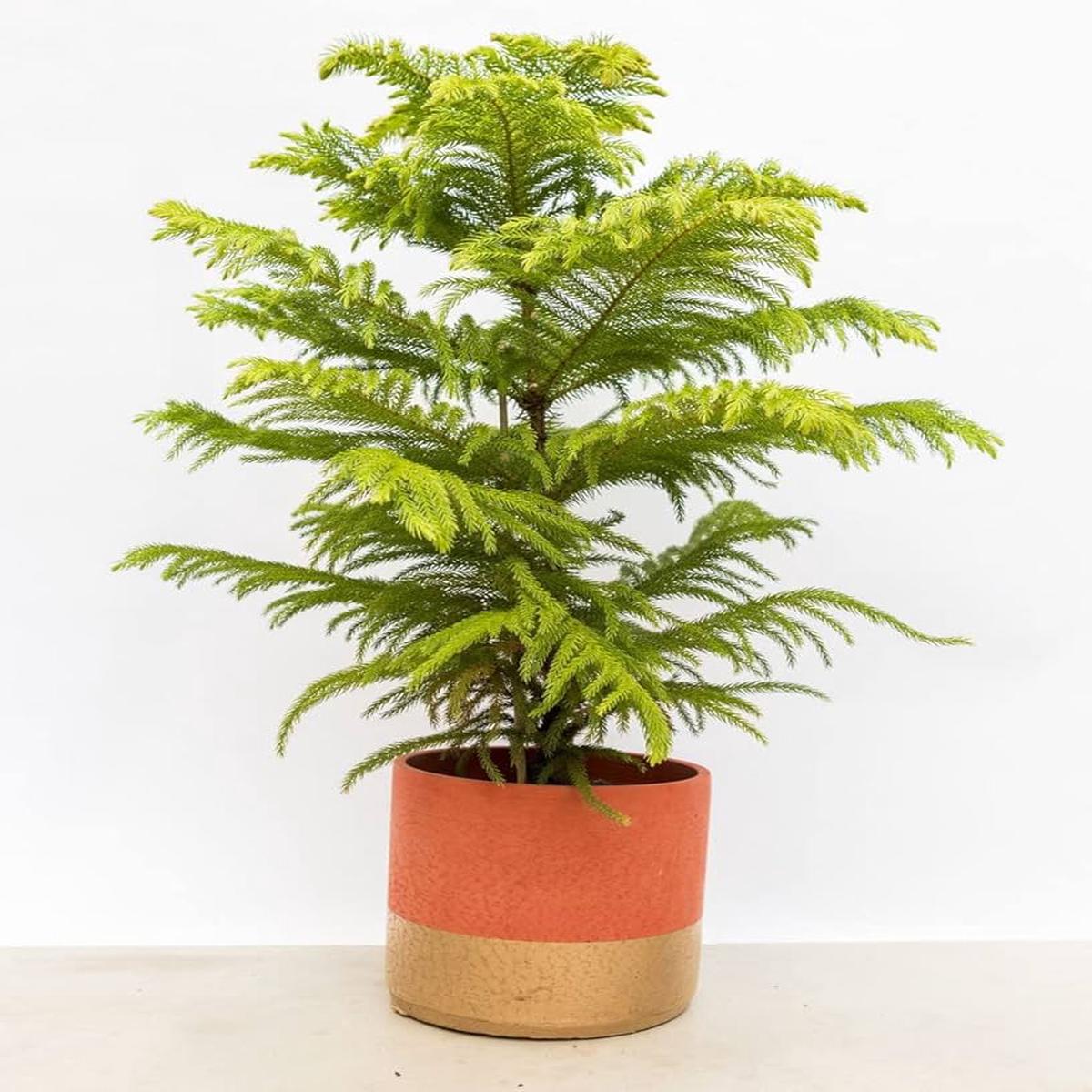 Araucaria Evergreen Seeds for Planting