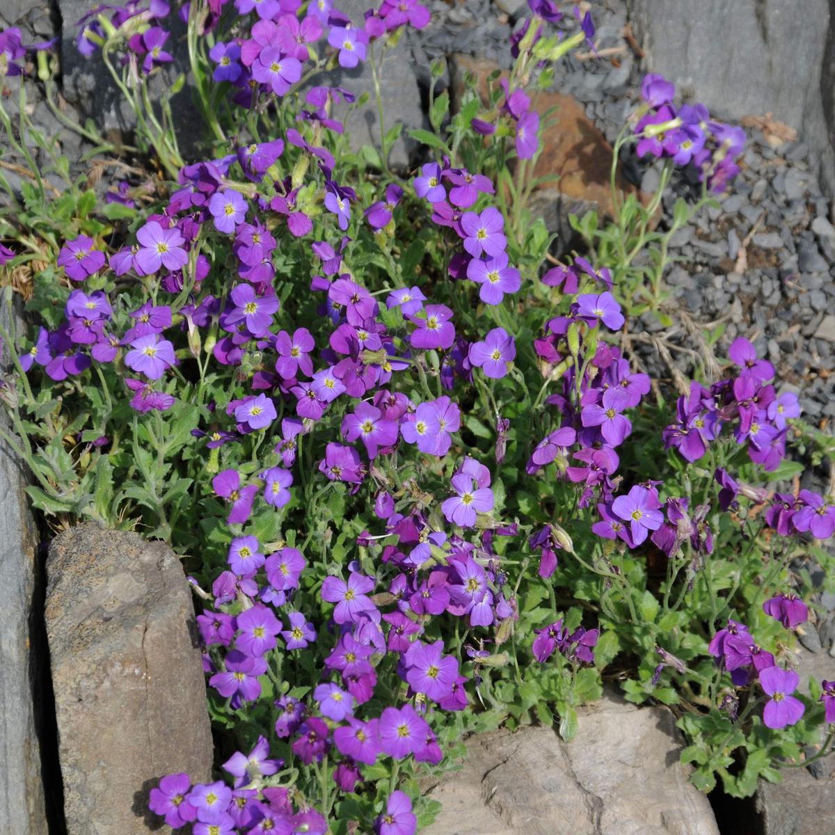 Aubrieta Flower Seeds for Planting  Heirloom, Non-GMO, Perfect Border Garden Seeds