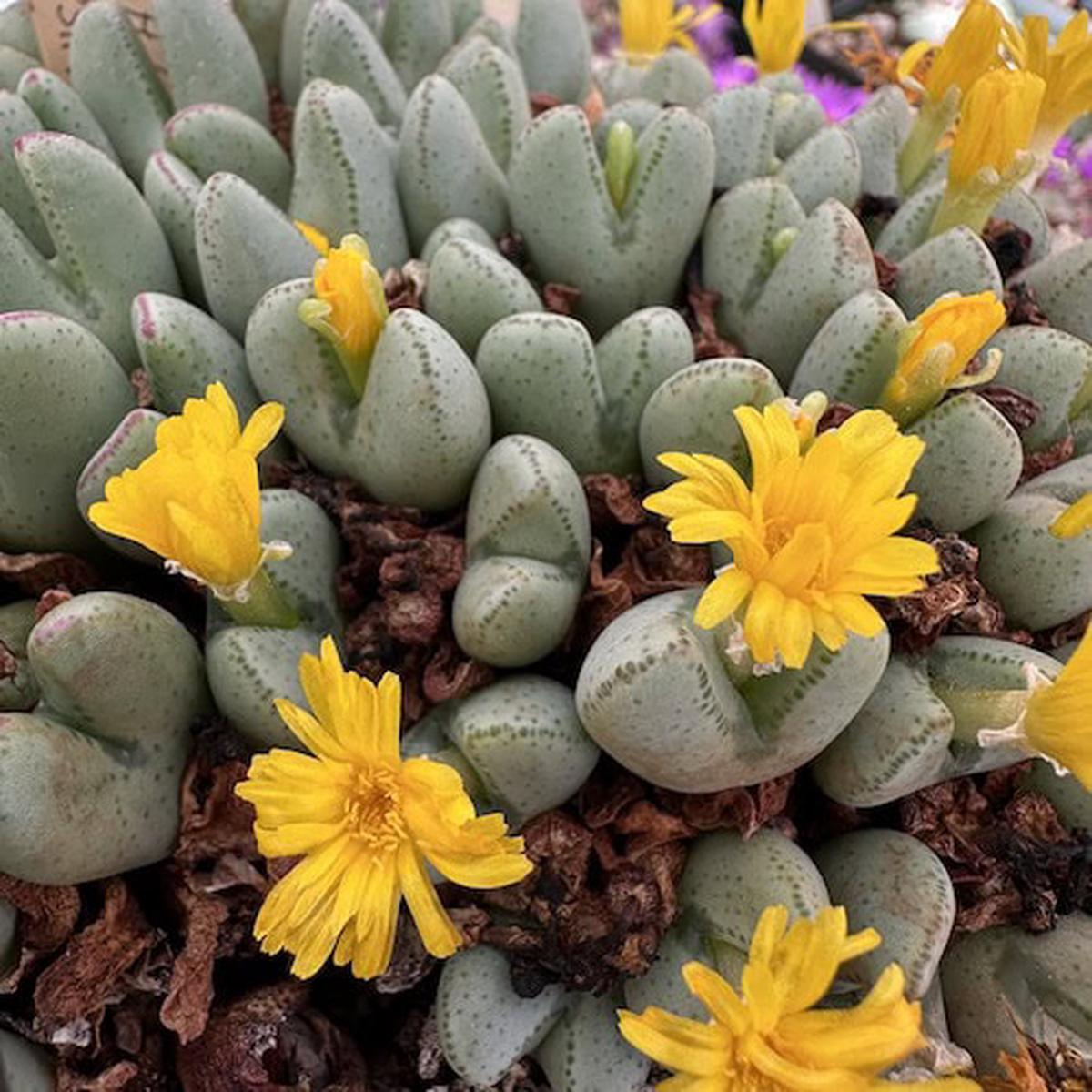 Yellow Conophytum Flower seeds for Planting Compact Growth Heirloom & GMO Free Seeds for Home Garden Sale