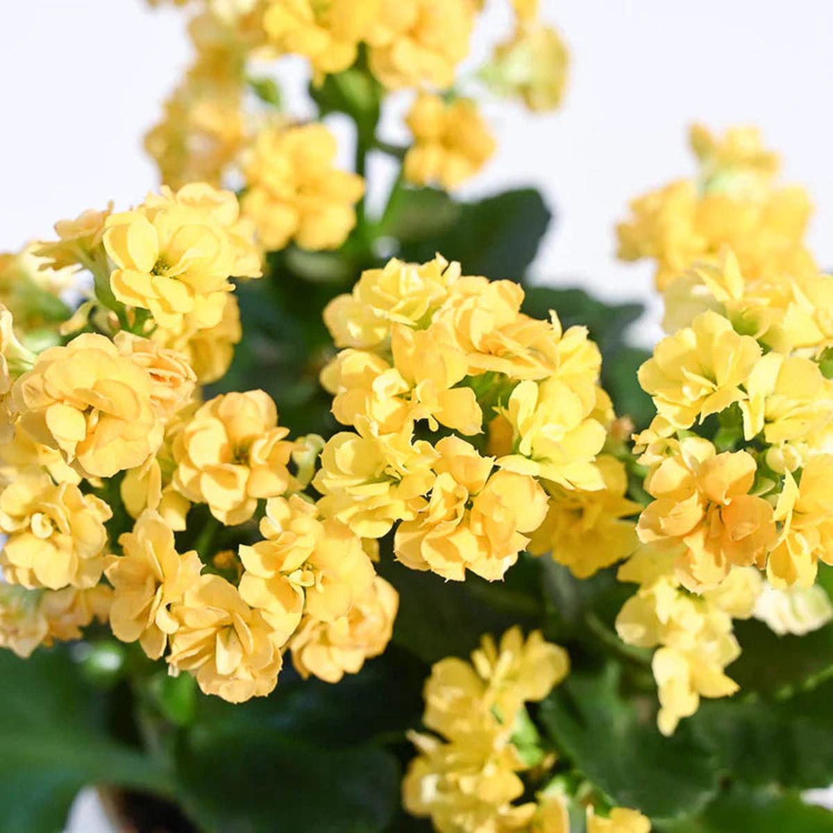Yellow Kalanchoe Flower seeds for Planting Hardy Variety Heirloom & GMO Free Seeds for Home Garden Sale