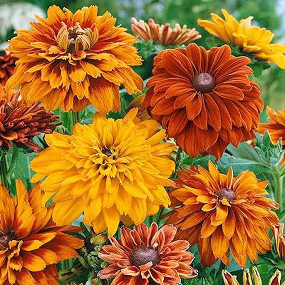 Yellow Rudbeckia Goldstrum Flower seeds for Planting - Compact Growth, Heirloom & GMO Free Seeds for Home Garden