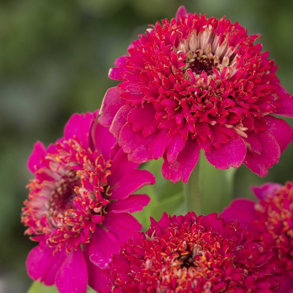 Zinnia Seeds - Cresto! Violet