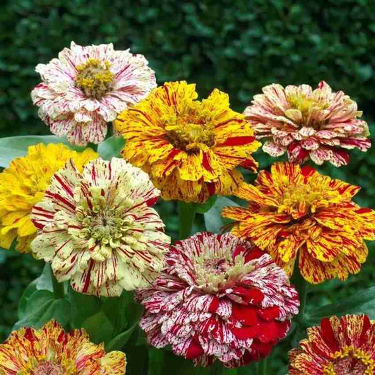 Zinnia Zinnia Elegans Cy Stripe Flower For Planting In Home Garden Or Seasonal Flower Beds