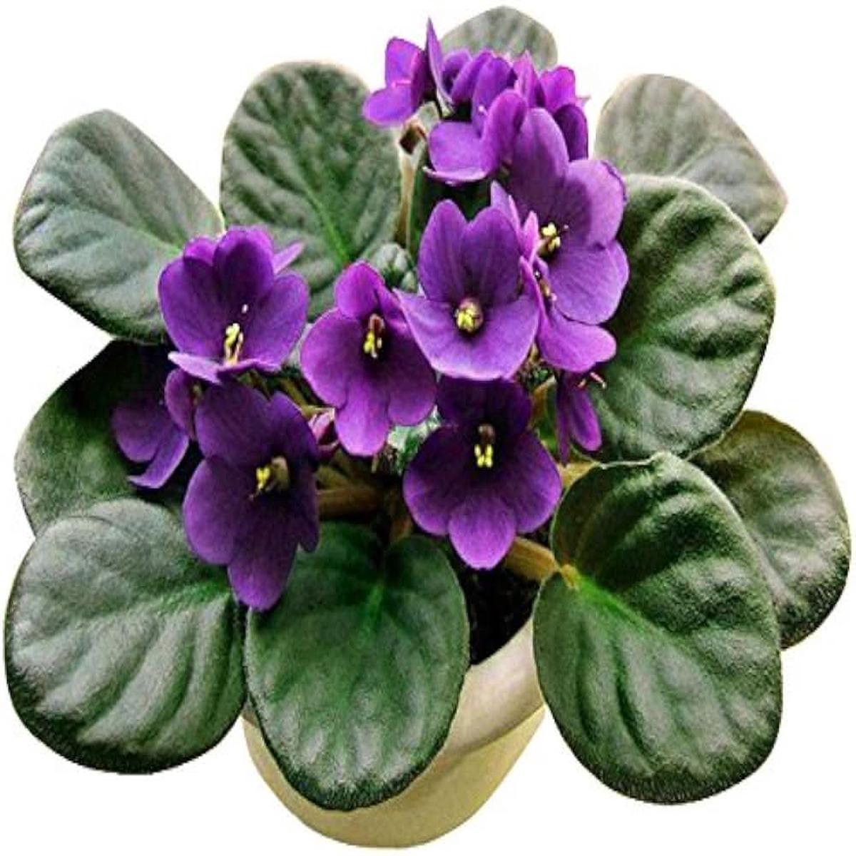 African Violet Saintpaulia Ionantha Perennial Flowering Seeds For Planting