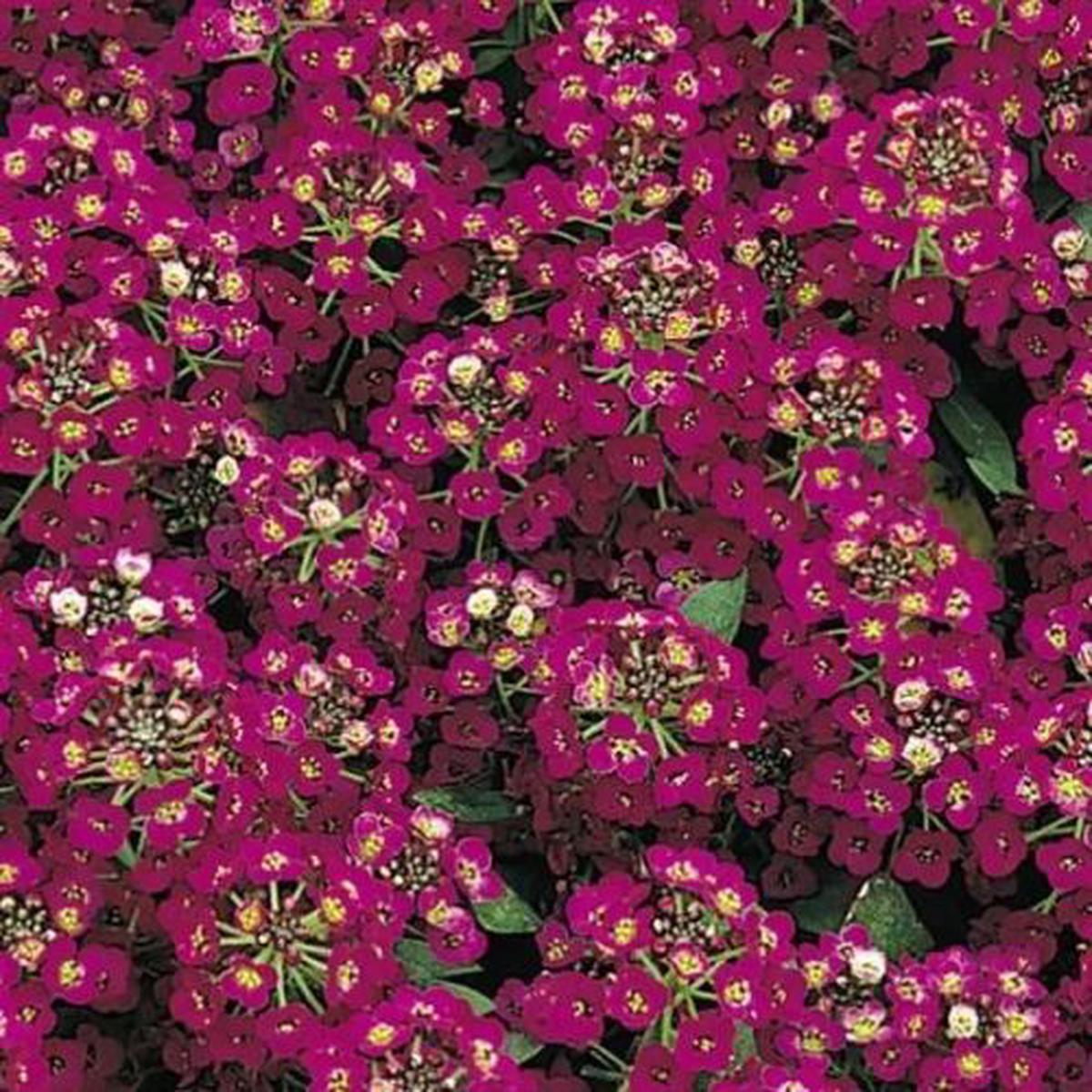 Alyssum Violet Imported  Heirloom, Non-GMO, High Germination Organic Garden Seeds
