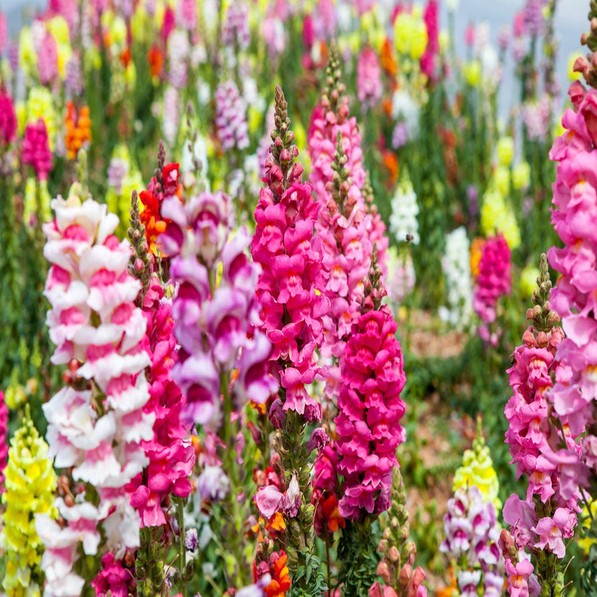Antirrhinum Flower Seeds for Planting Bright Blooms Heirloom Non-GMO High Germination Organic Garden Seeds