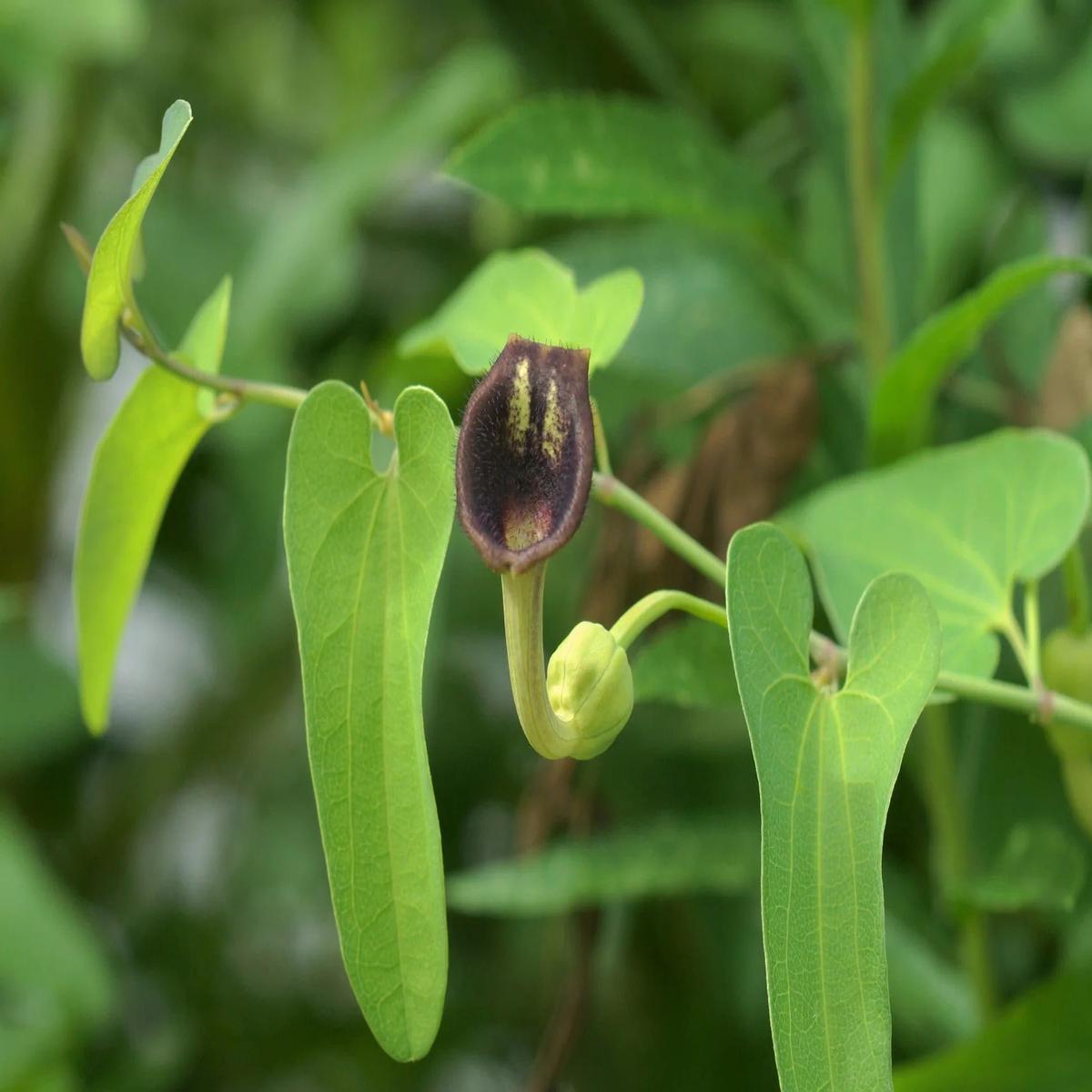 Aristolochia Debilis Flower Seeds  Heirloom Non-GMO Organic Garden Seeds for Planting  Hardy Variety, High Germination