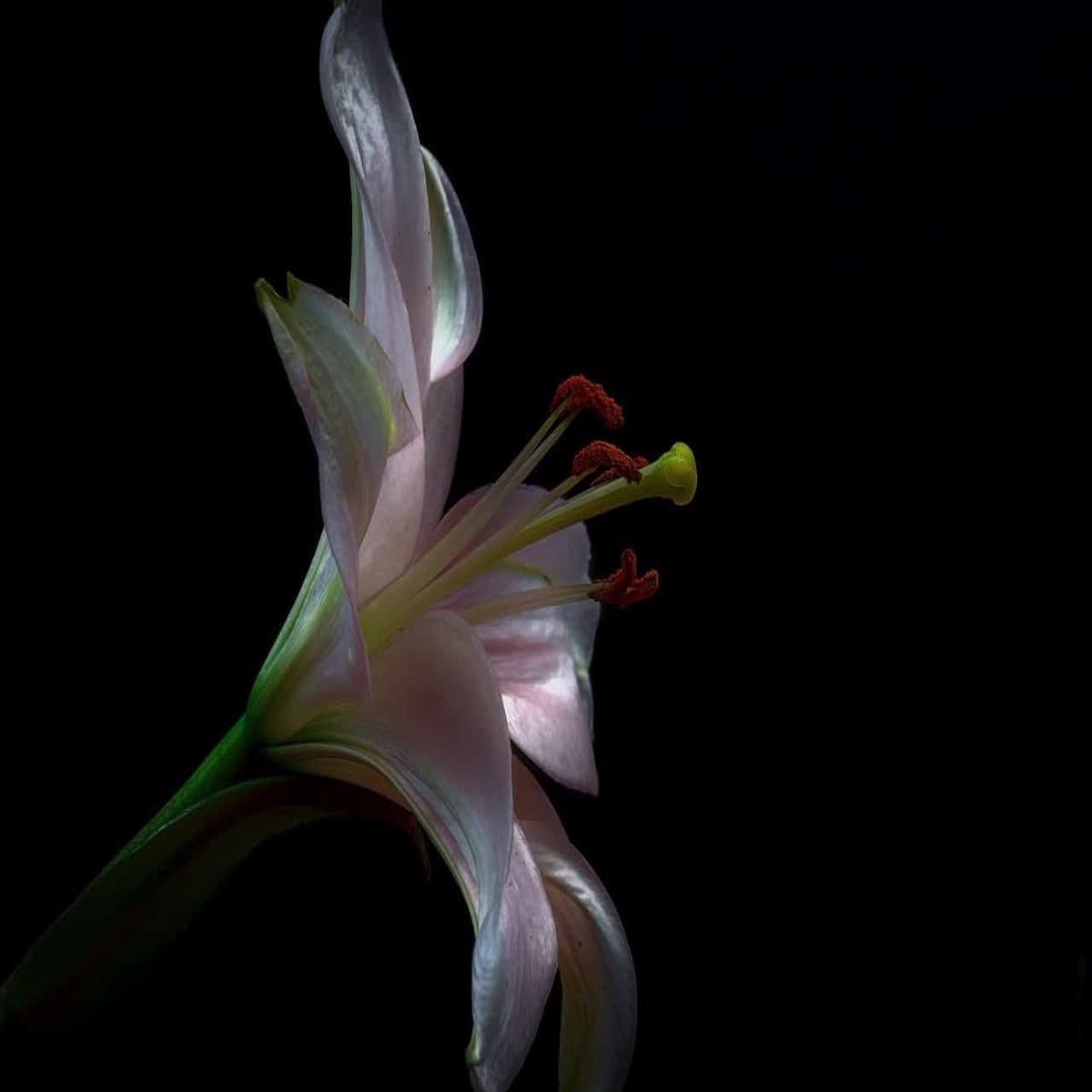 Ash Amaryllis Flower Seeds for Planting  Heirloom, Non-GMO, High Germination Organic Garden Seeds