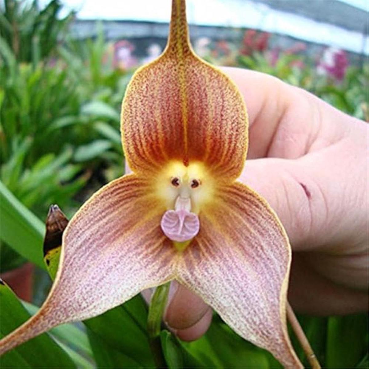 Baby Face Orchid Rare Perennial Flowering Seeds For Planting
