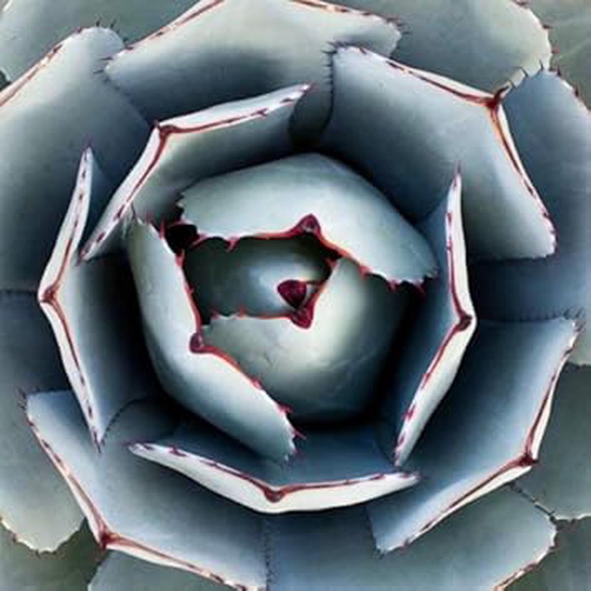 Green Agave Parryi Planting Seeds for Garden Non-GMO, Heirloom, High Germination Seeds