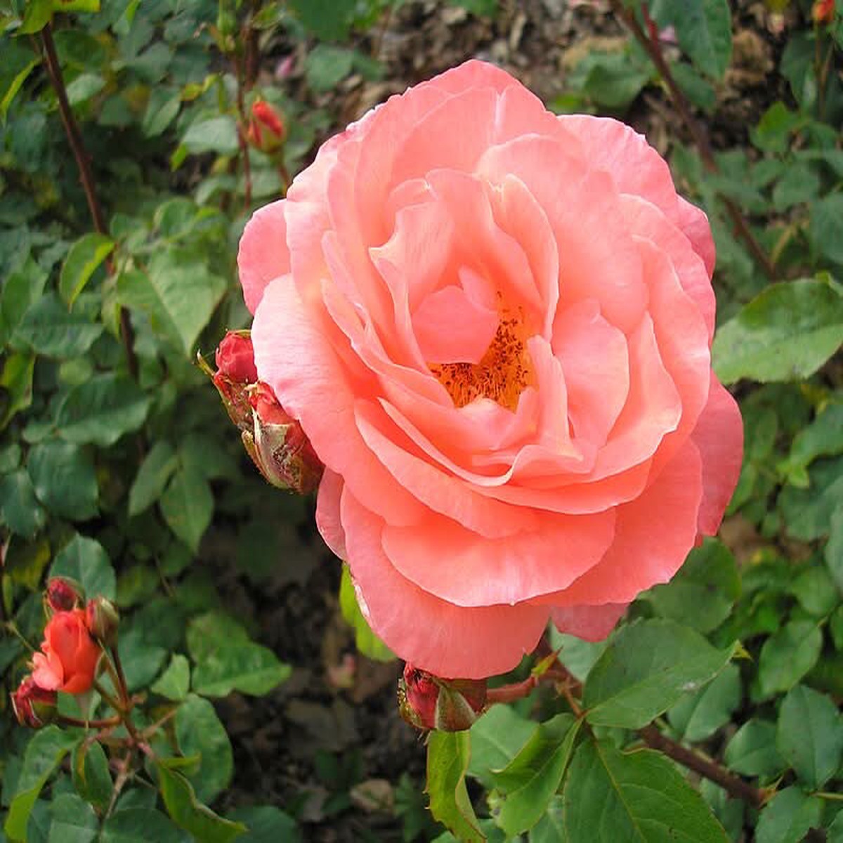 Heirloom Rose Flower Seeds for Planting Non-GMO Seeds for Vibrant Garden Blooms