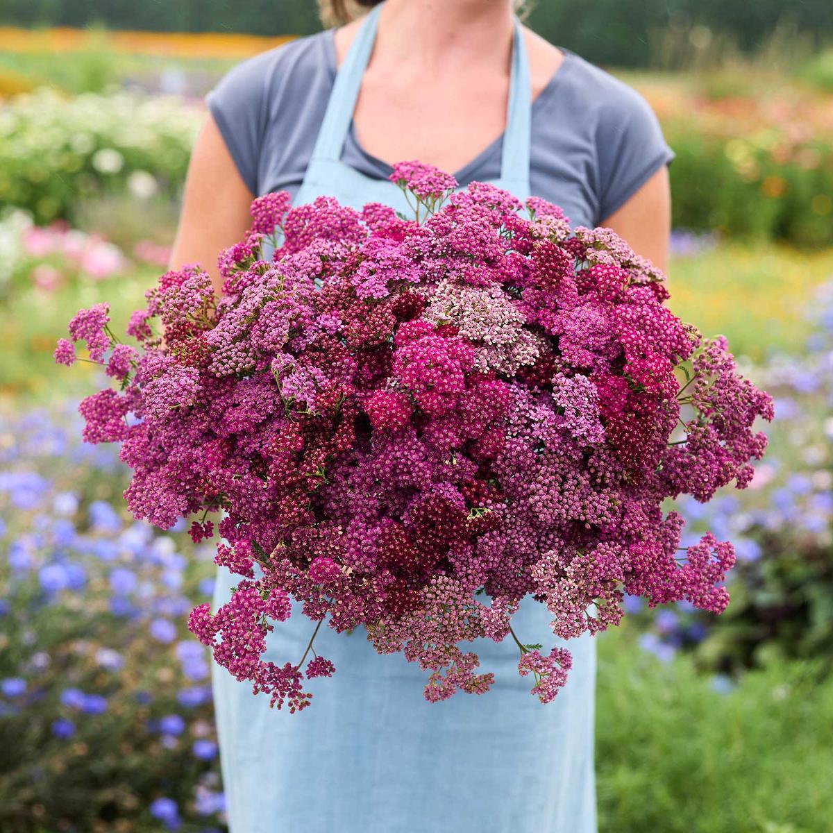 Yarrow Bundle - Cherry Crush