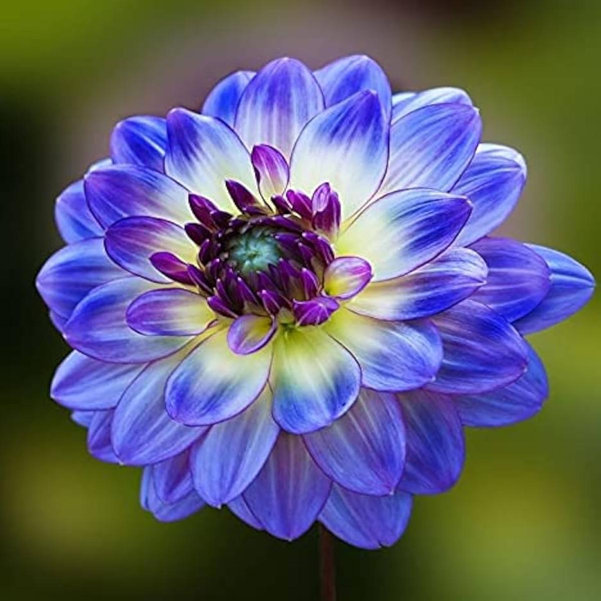 Yellow Blue Dahlia Flower Seeds for Planting  Heirloom, Non-GMO, High Germination, Organic Garden Seeds