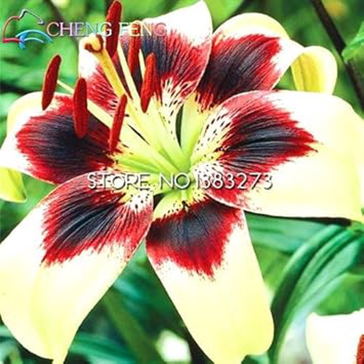 Yellow Red Lilium Flower seeds for Planting - Hardy Variety, Heirloom & GMO Free Seeds for Home Garden