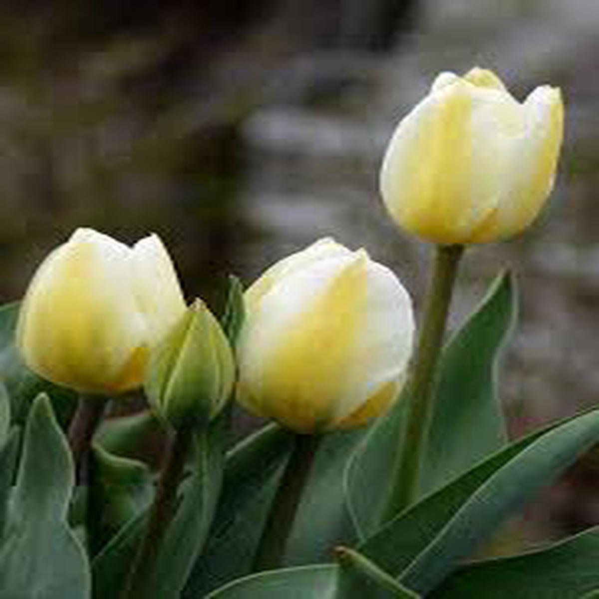Yellow White Tulip Flower Seeds for Planting