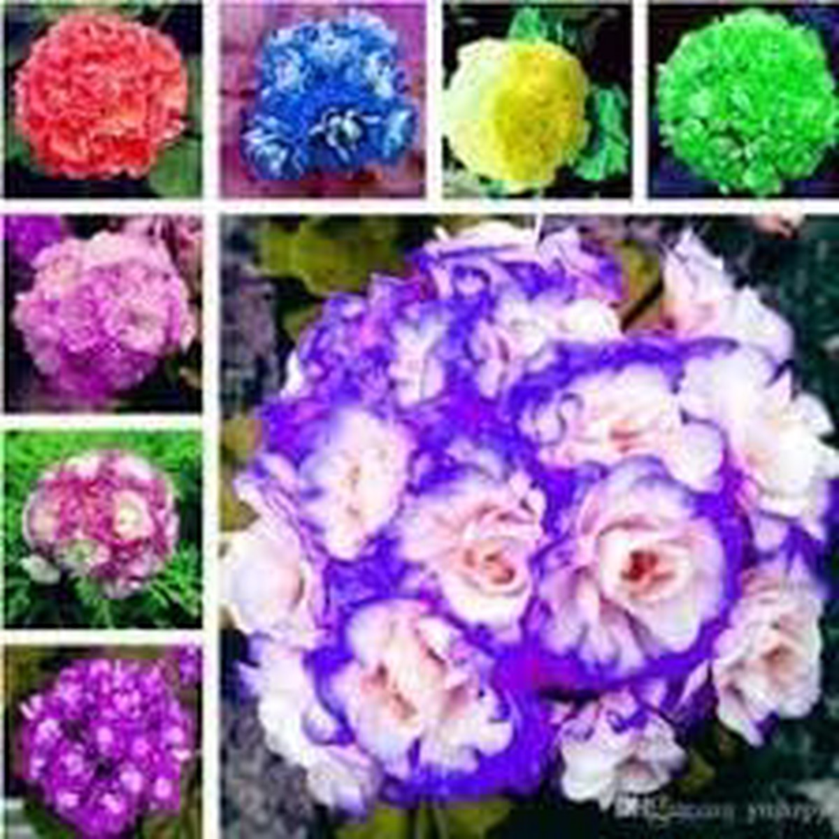 African Flower Planting Seeds for Garden  Non-GMO, Heirloom, High Germination Seeds