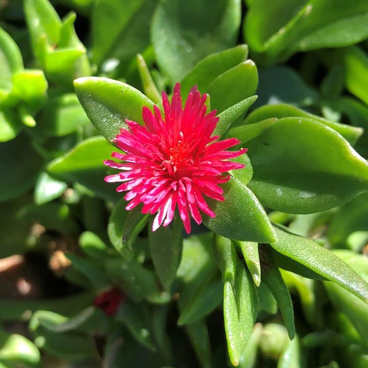Aptenia Flower Seeds For Your Planting Guide