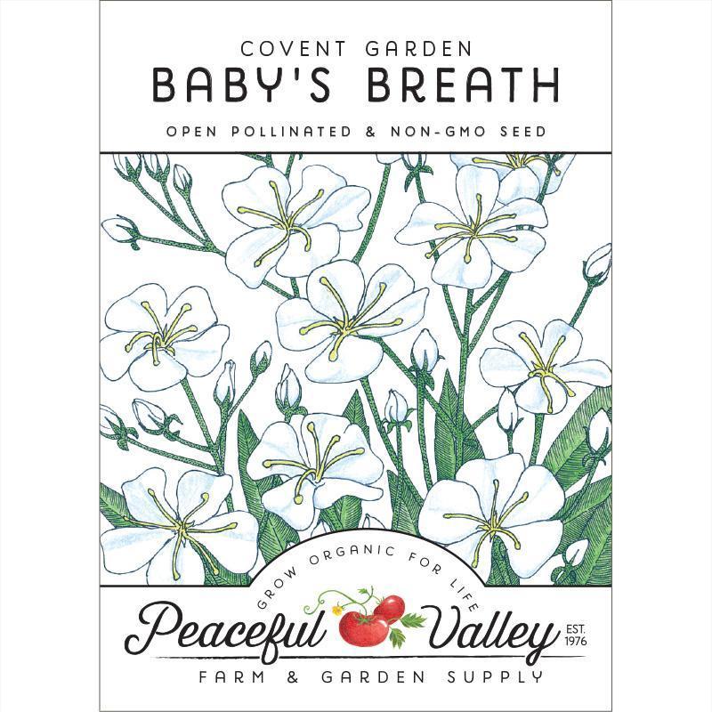 Baby's Breath (pack)