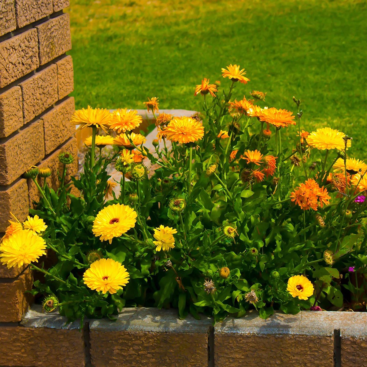 Yellow Calendula officinalis Seeds for Planting for Flower Bed and Companion Planting