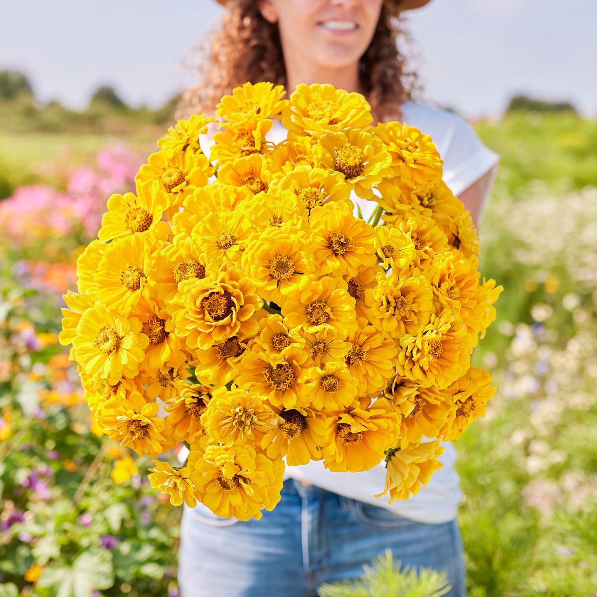 Zinnia Seeds - Golden State