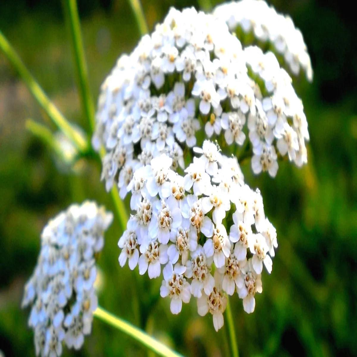 Achillea Millefolium Flower seeds for Planting Colorful Display Heirloom & GMO Free Seeds for Home Garden