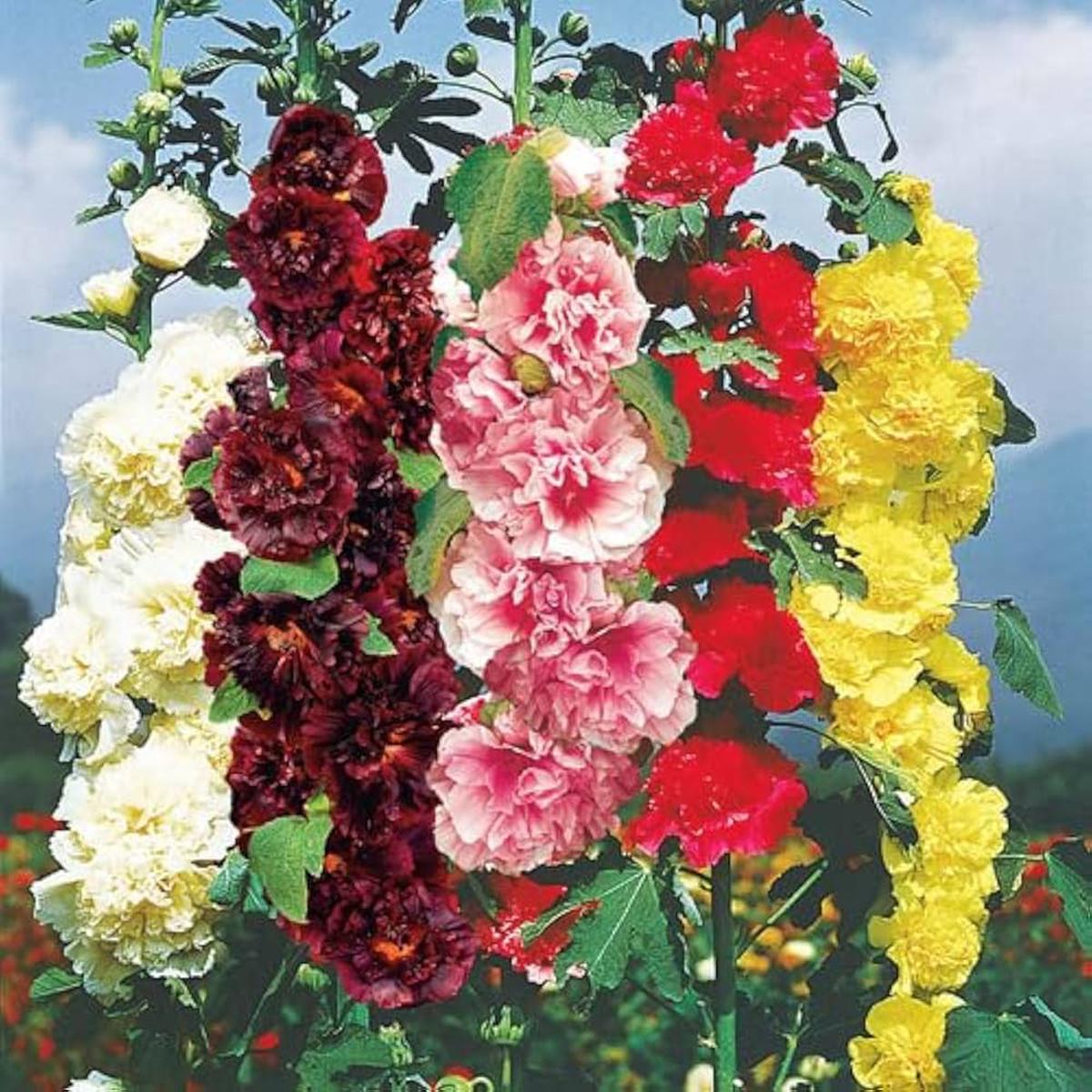 Althaea Rosea Flower Seeds for Planting Mixed Colors  Garden Favorite, Heirloom, Non-GMO, High Germination Organic Garden Seeds