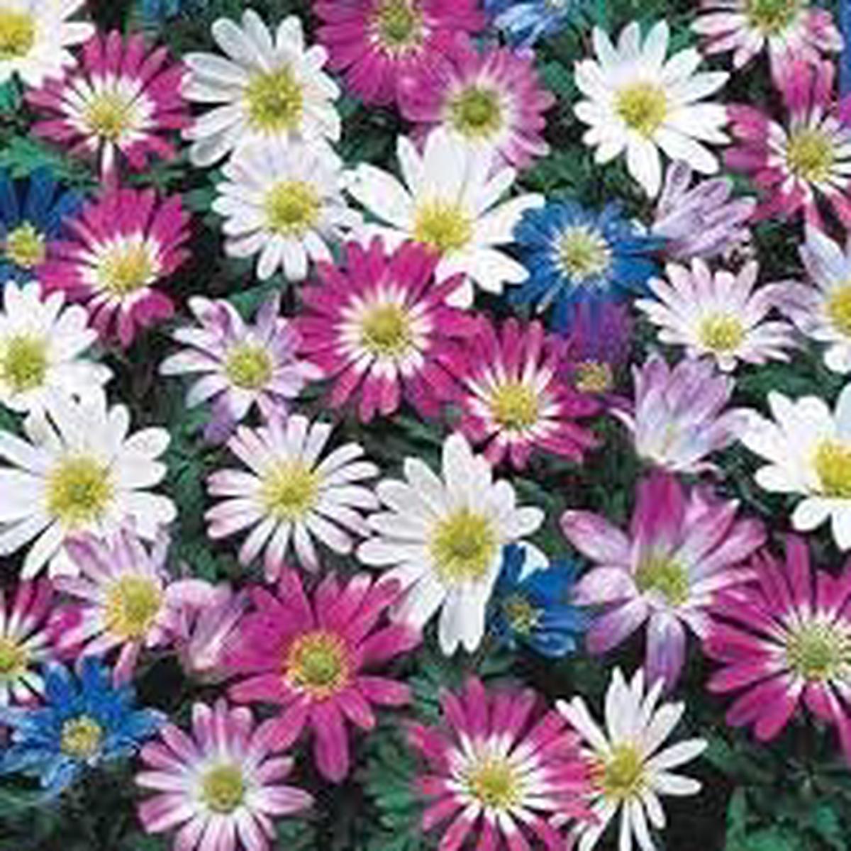 Anemone Blanda Flower Seeds for Planting - 100 pcs