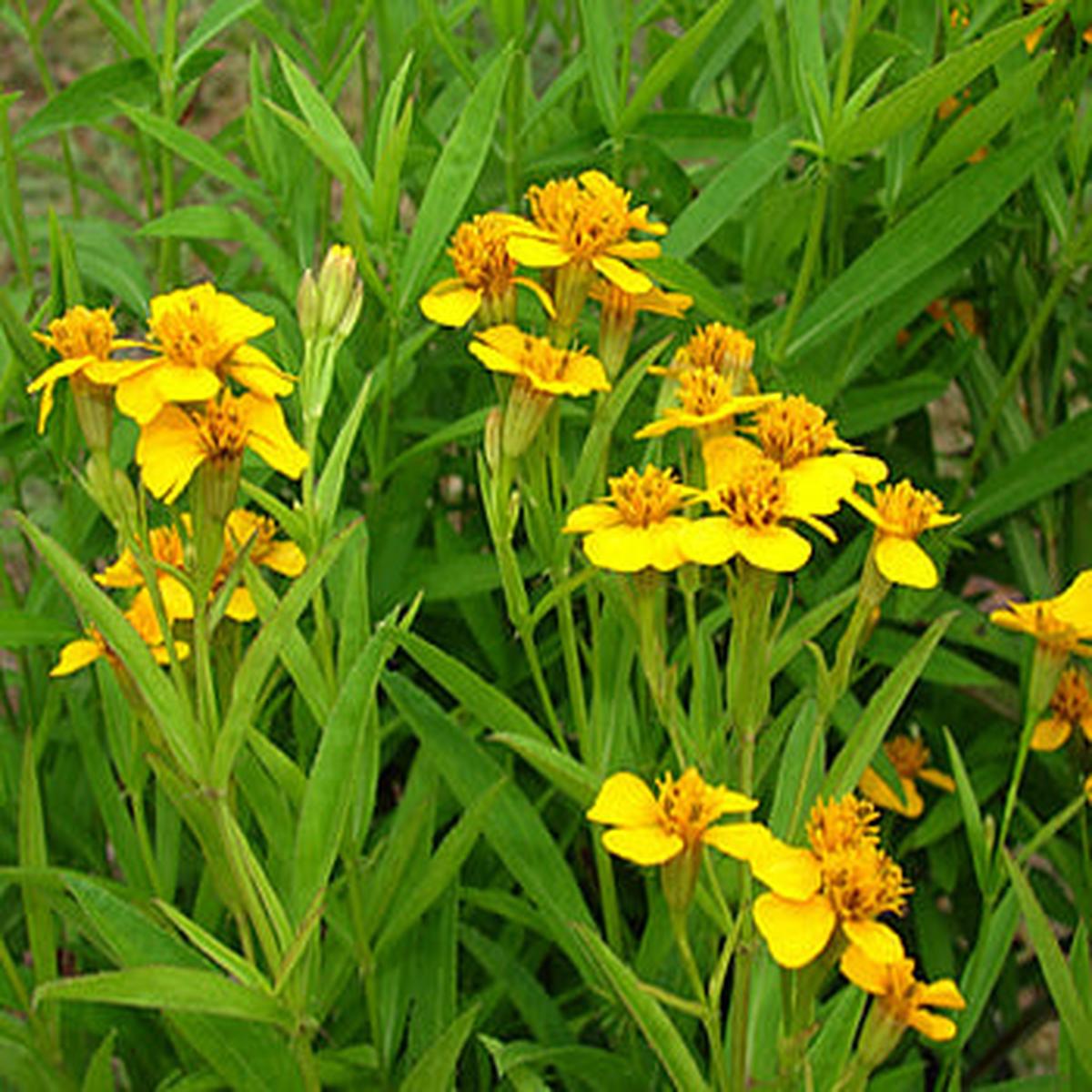 Aromatic Estragon Flower Seeds for Easy Planting