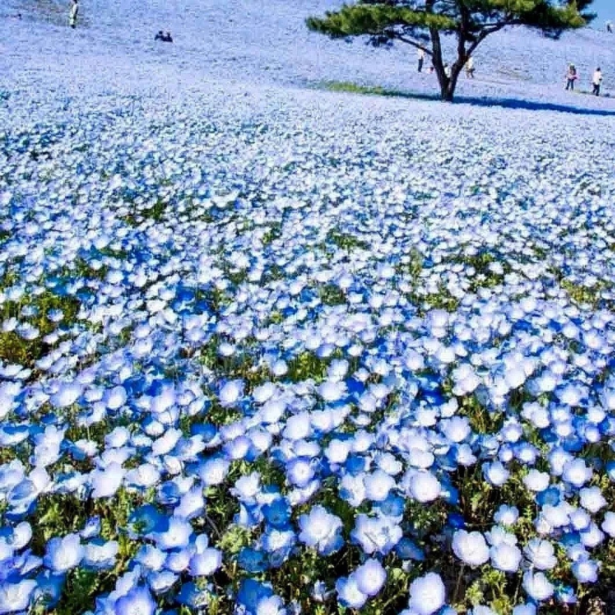 BABY BLUE EYES SEEDS GROUNDCOVER WILDFLOWER DROUGHT TOLERANT Seeds Heirloom, Non-GMO, High Germination Organic Garden Seeds