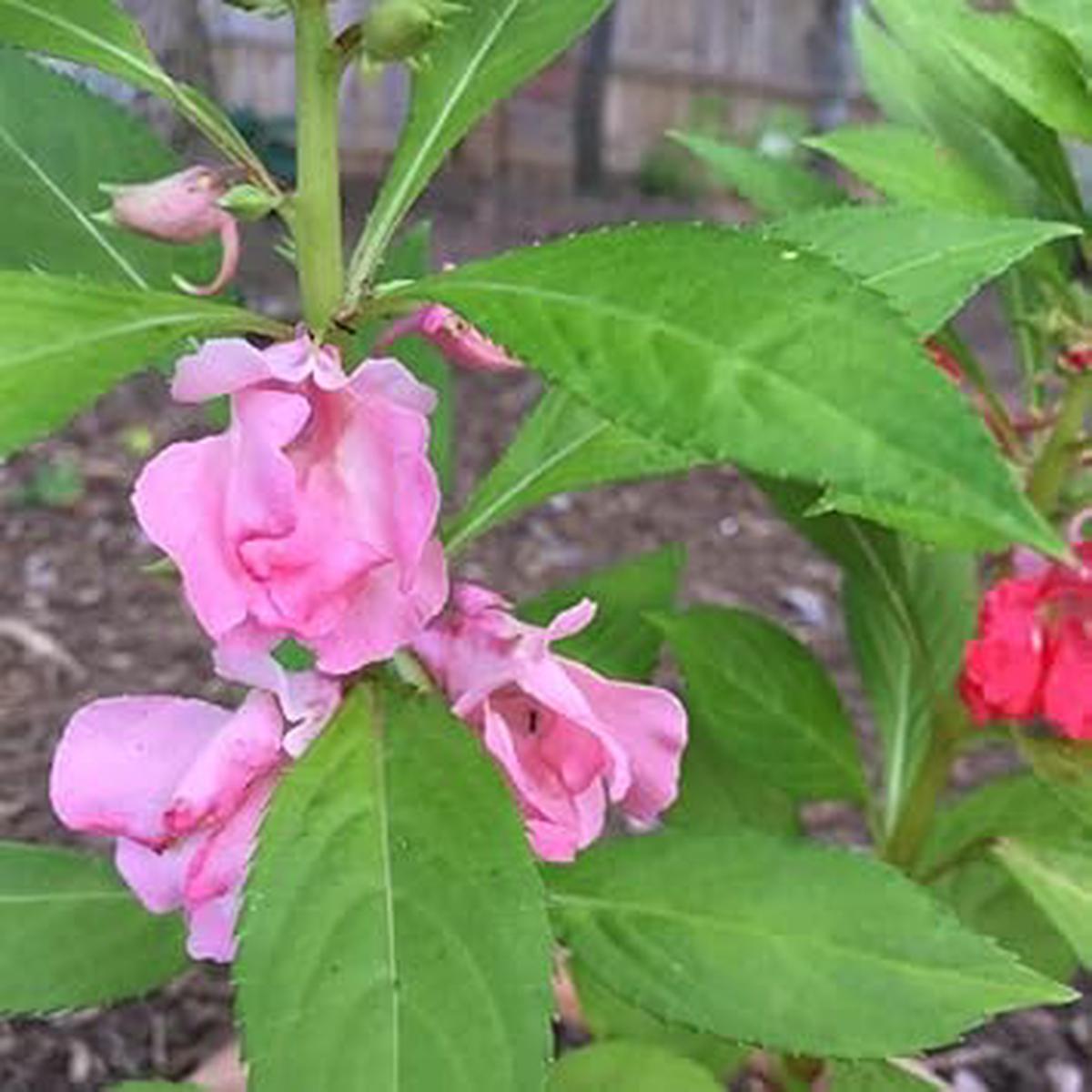 Pink Balsam Camellia Seeds  Heirloom, Non-GMO, Fragrant Blossoms