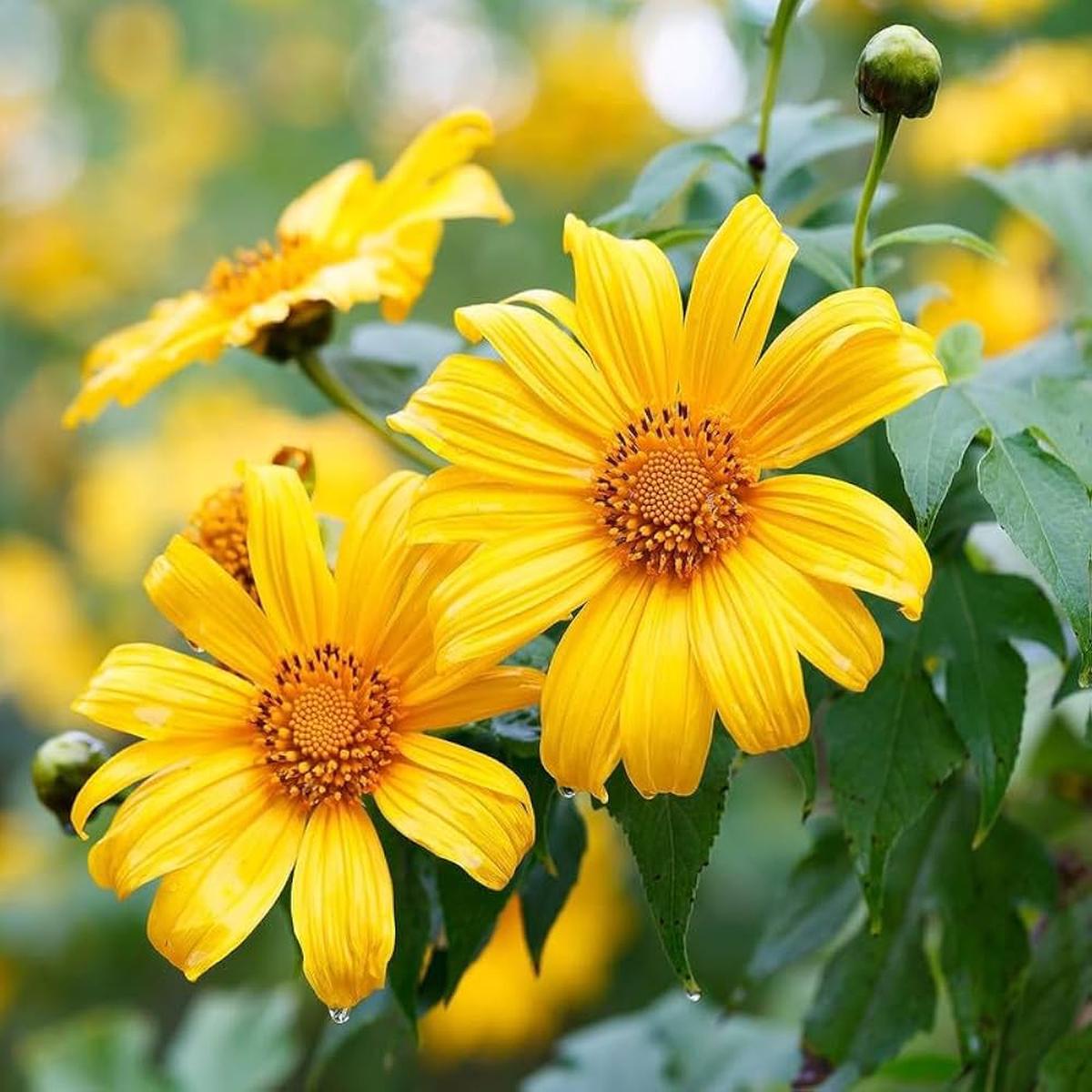 Yellow Heliopsis Flower seeds for Planting - Cut Flower Favorite, Heirloom & GMO Free Seeds for Home Garden